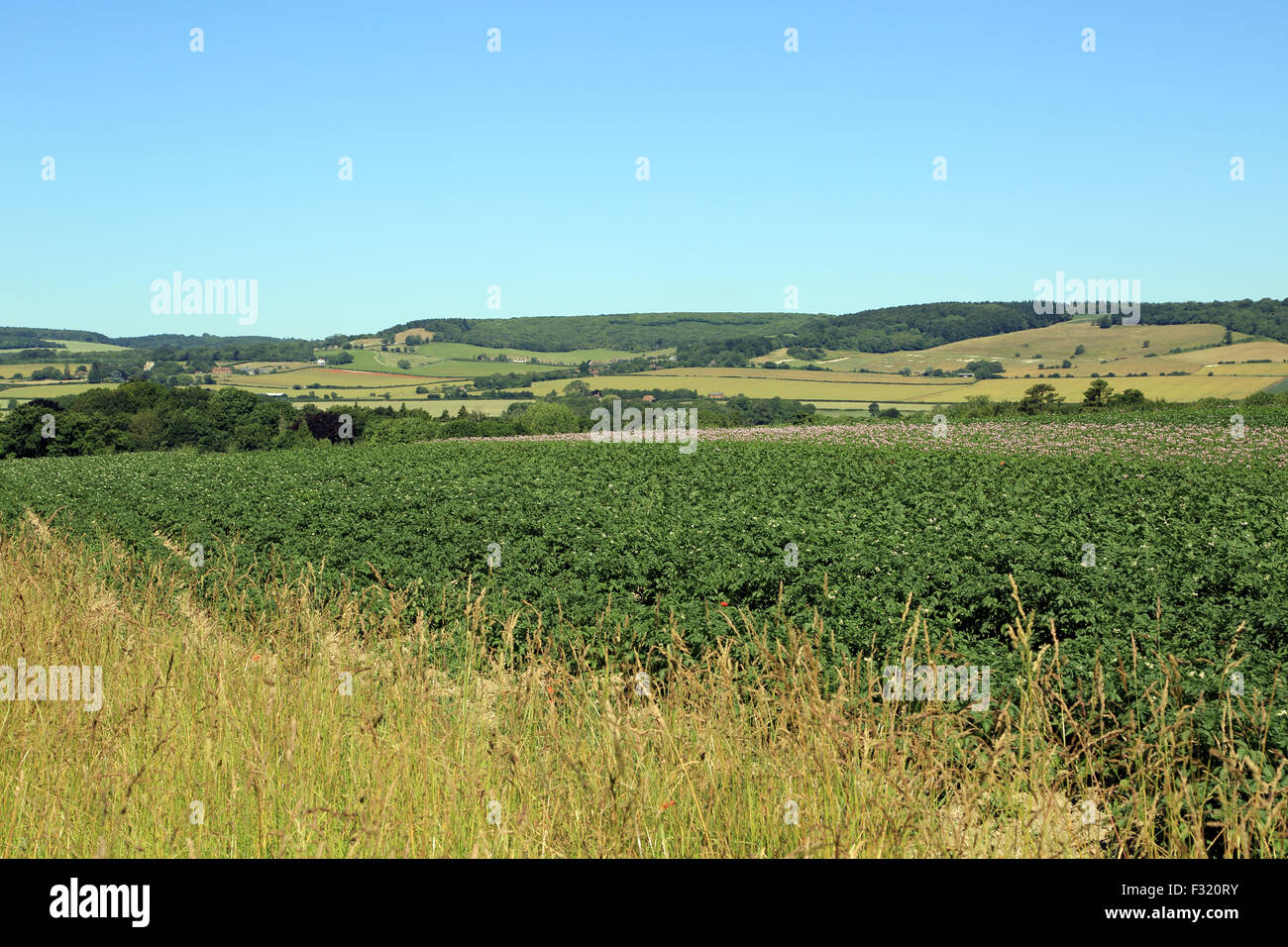 View of The North Downs in Kent from Wibberley Way, Wye, Ashford, Kent