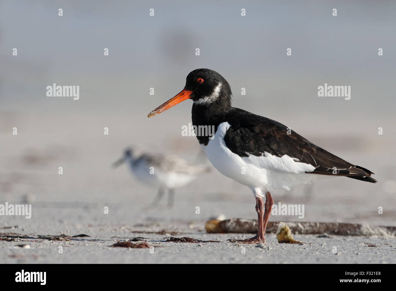 Oystercatcher beach uist hires stock photography and images Alamy