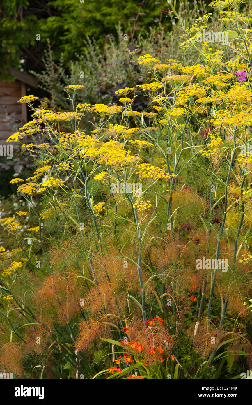 Foeniculum vulgare 'Purpureum' bronze fennel growing in a Scottish garden. Stock Photo