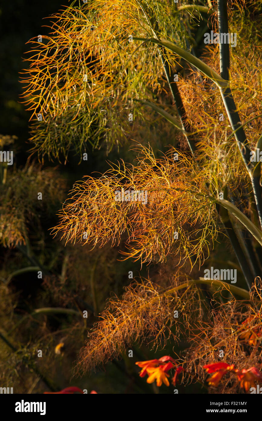 Foeniculum vulgare 'Purpureum' bronze fennel catching the evening light