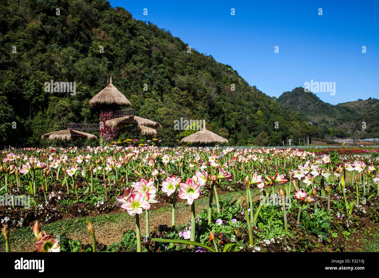 Amaryllis hippeastrum garden, Angkhang, Thailand Stock Photo