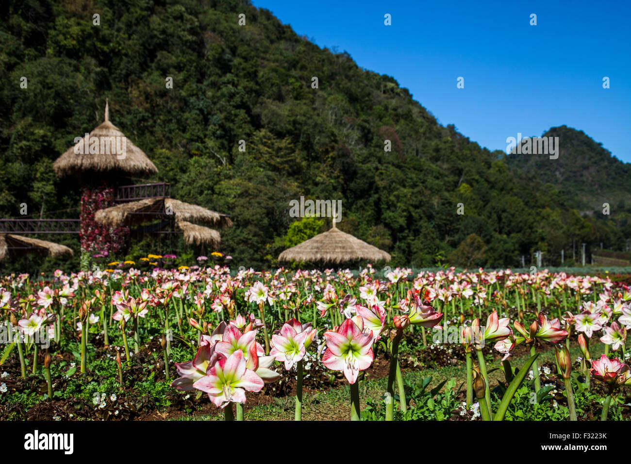 Amaryllis hippeastrum garden, Angkhang, Thailand Stock Photo