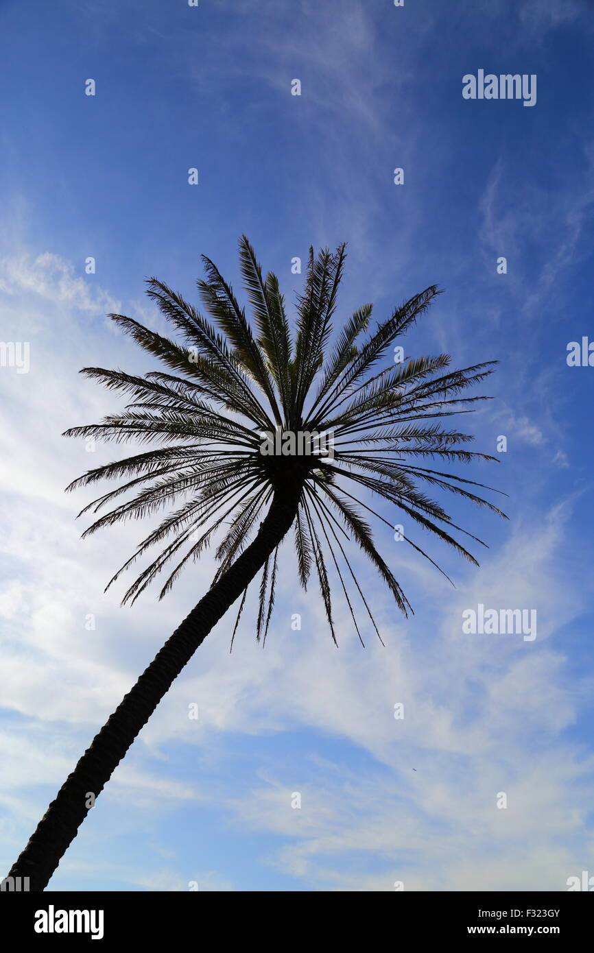 A palm tree is partly silhouetted against a partly cloudy blue sky. Stock Photo