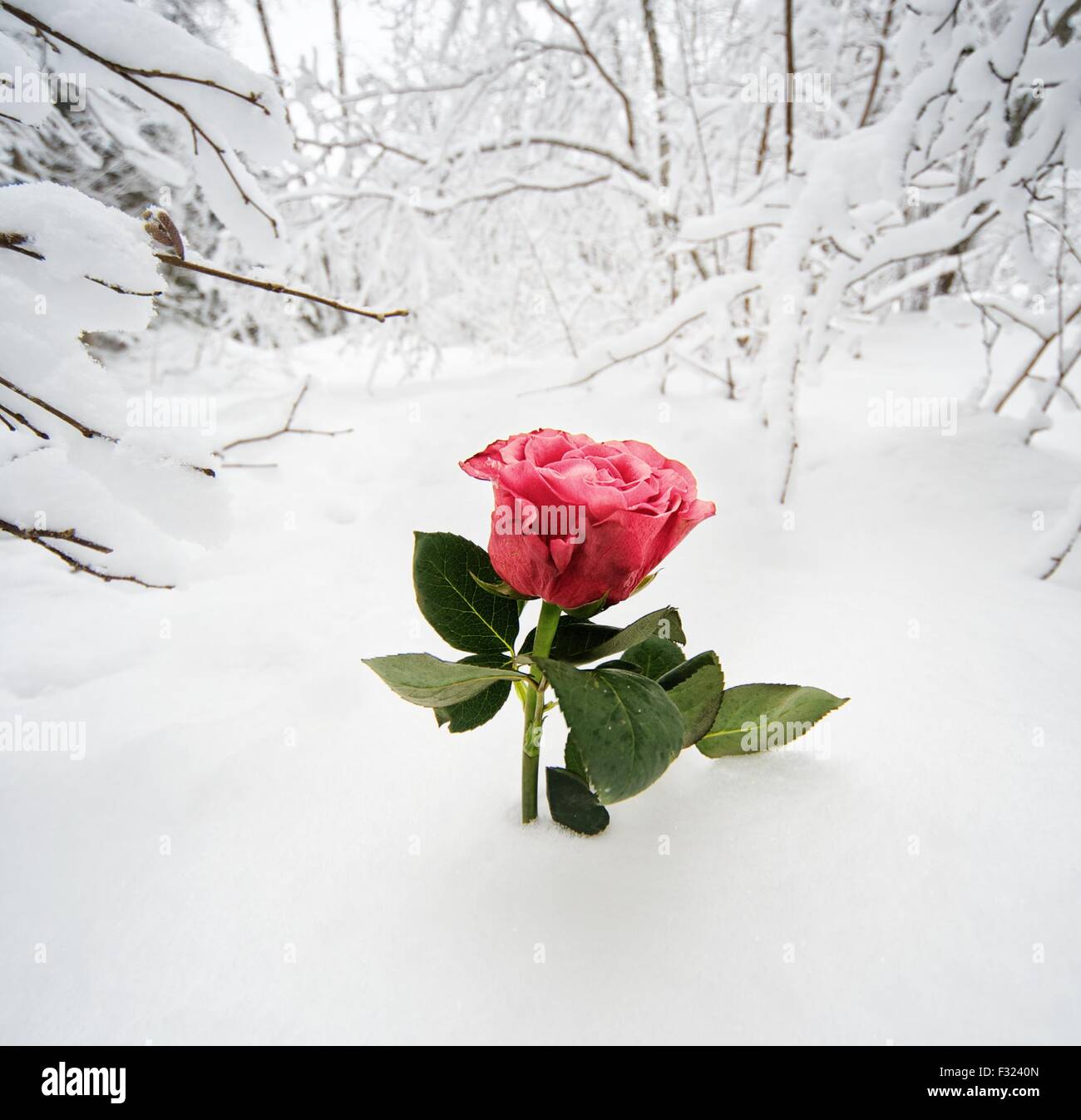 Beautiful rose in the snow Stock Photo - Alamy