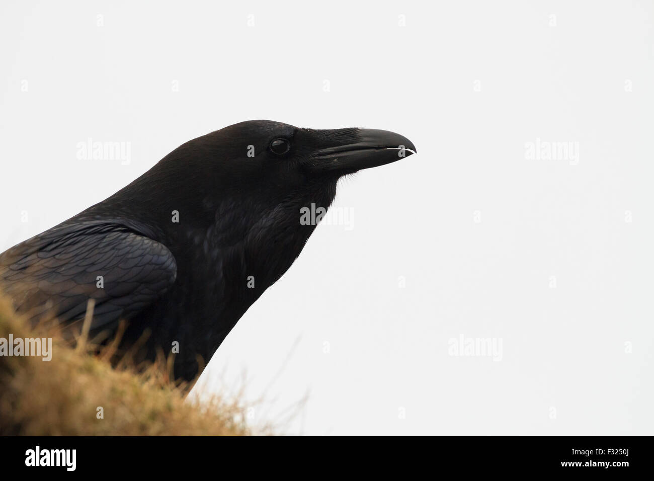 Common Raven (Corvus corax) perched near Skogafoss. Iceland. Stock Photo