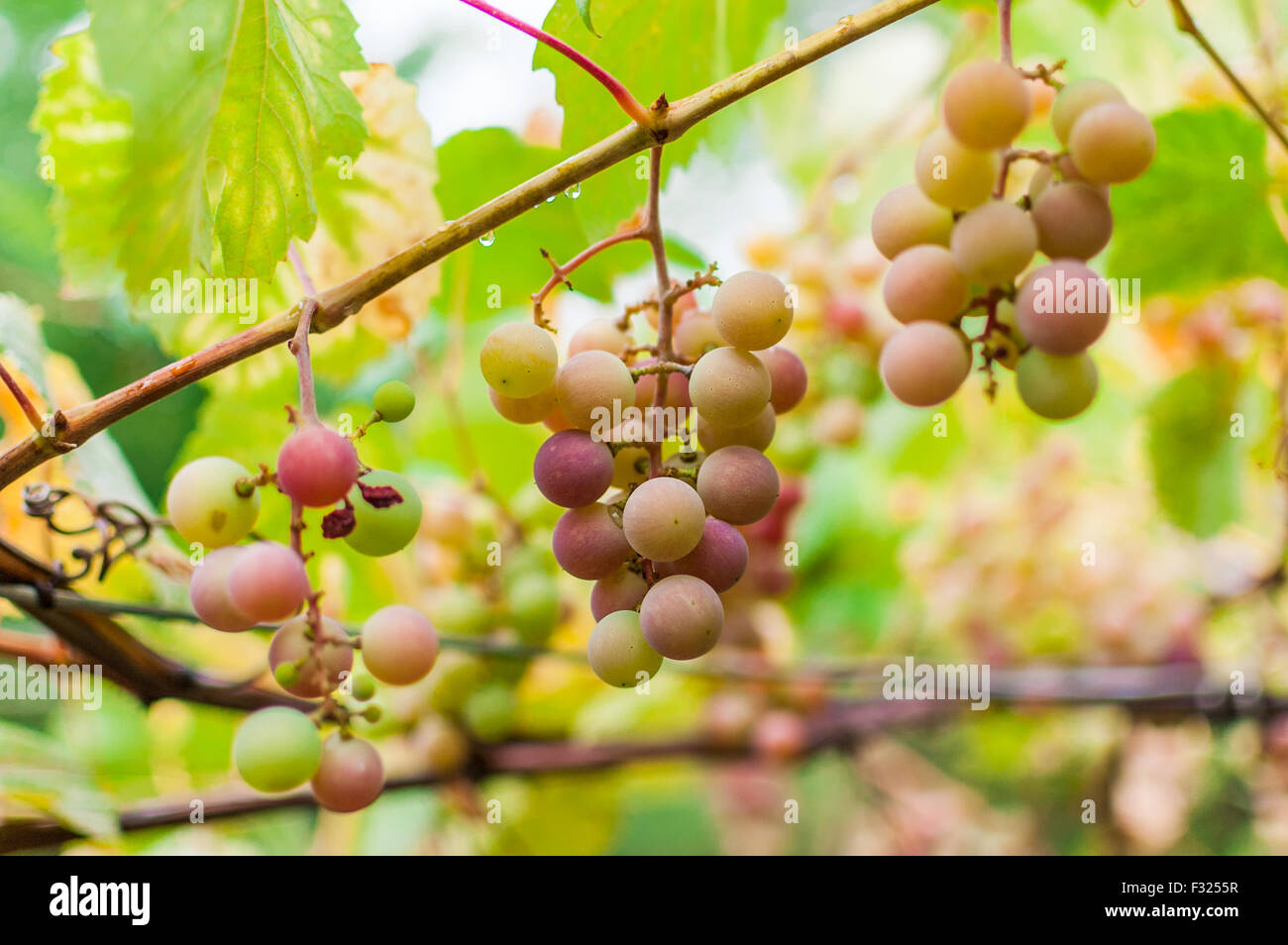 Table Grape Bunch Ripe Grapes ripen hi-res stock photography and images - Alamy