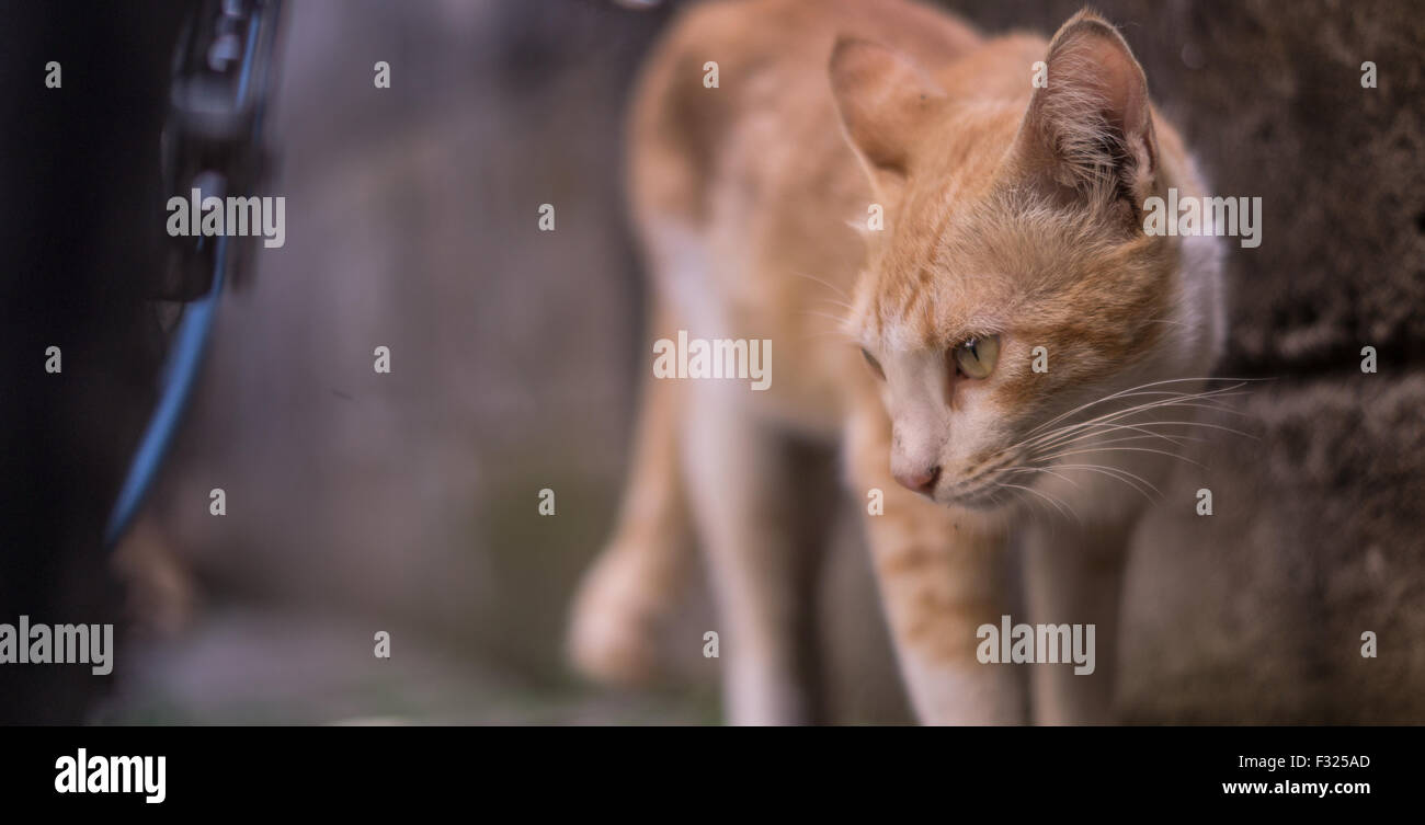 The Hunter Cat Stock Photo Alamy