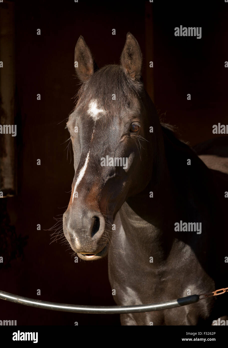Horse in a stable in Norfolk, England, UK Stock Photo Alamy