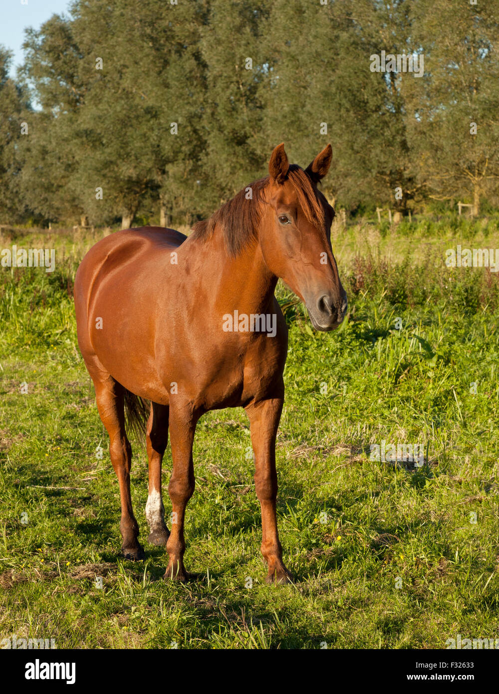 Horse in a field in Norfolk. England, UK Stock Photo Alamy