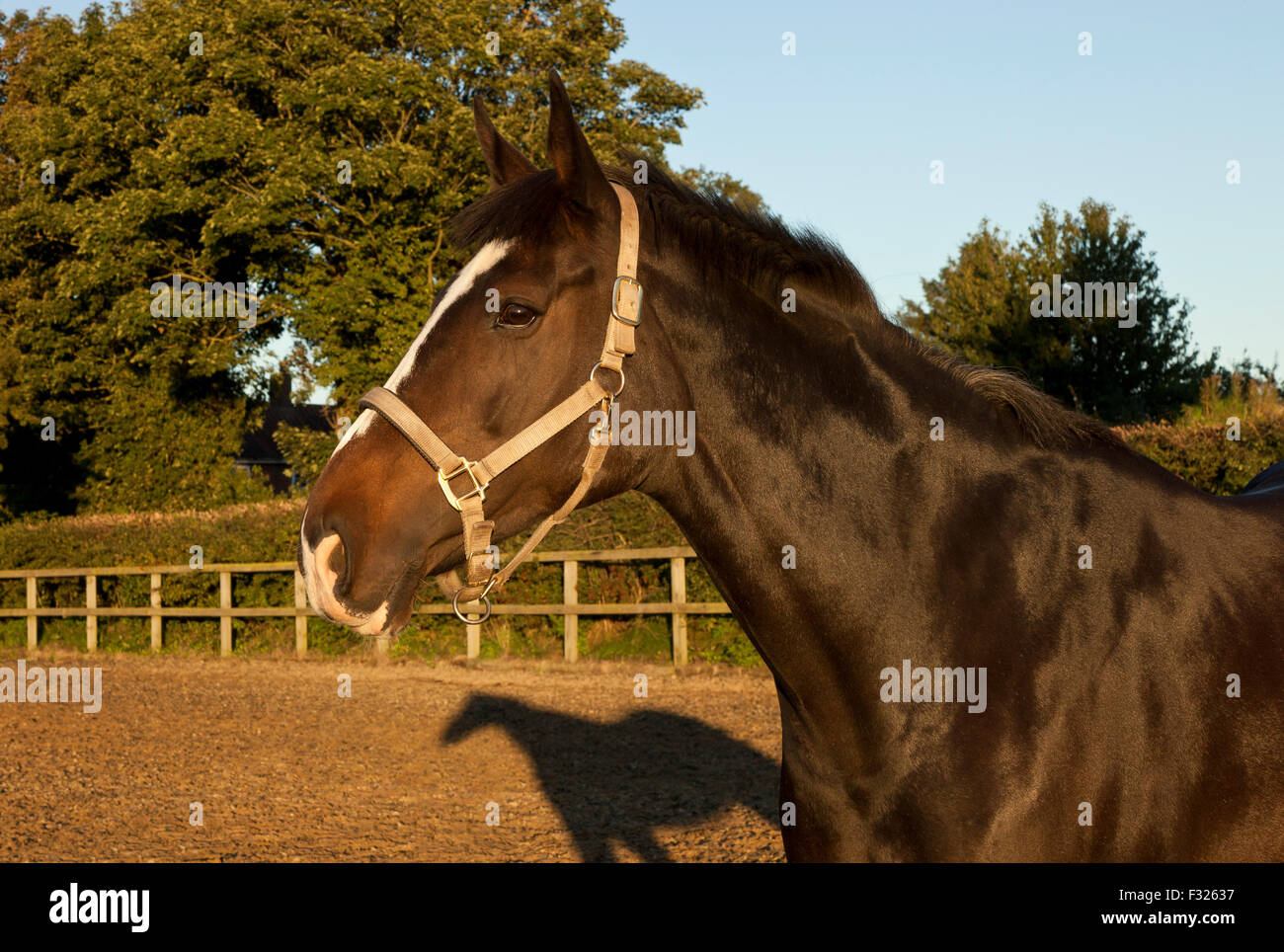 Horse in a menage in Norfolk. England, UK Stock Photo Alamy