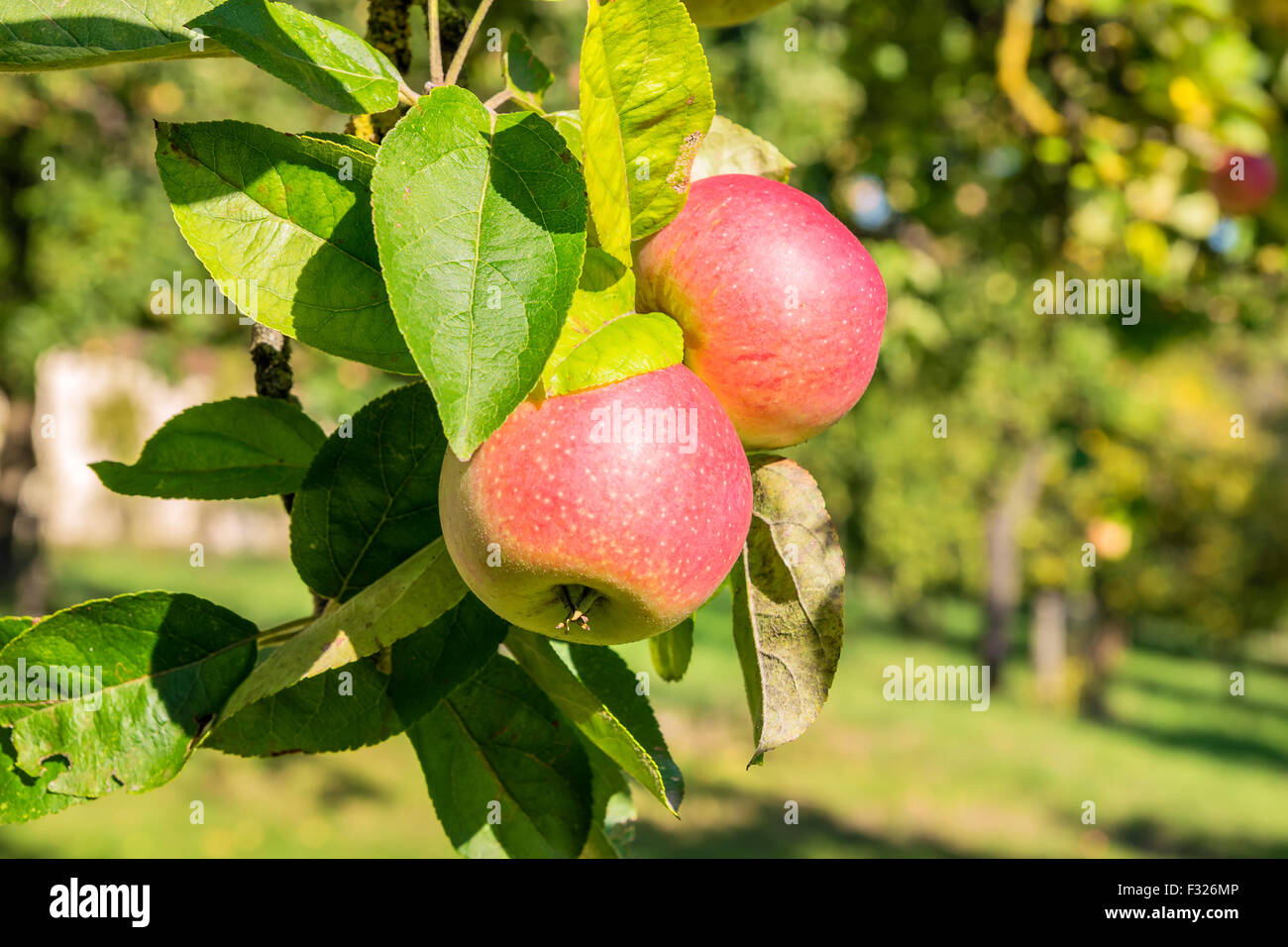 Apple trees meadow apples hi-res stock photography and images - Alamy
