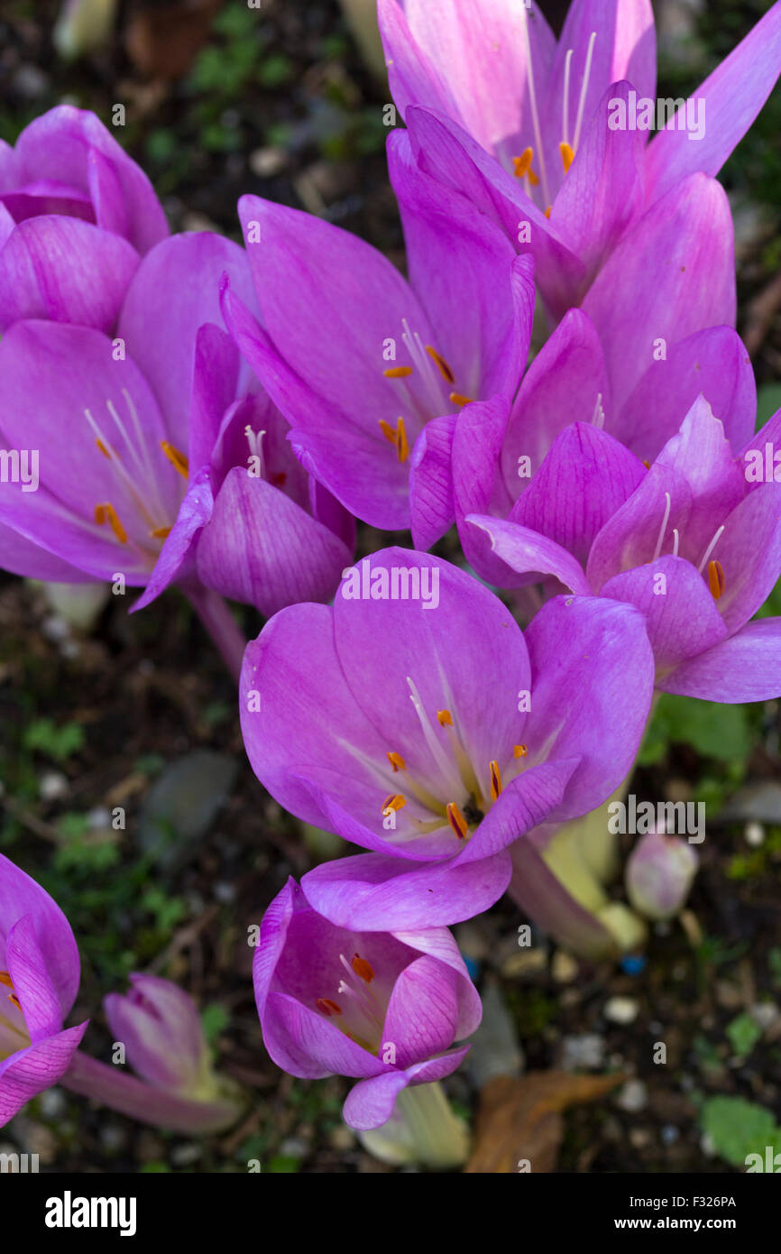 Violet flowers of the September blooming meadow saffron, Colchicum 'Poseidon' Stock Photo