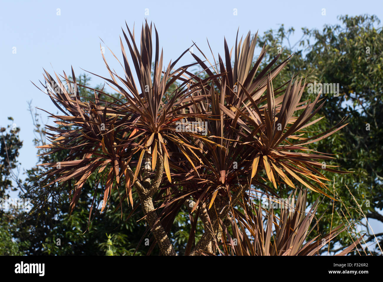 Multi-headed plant of the slightly tender cabbage palm, Cordyline australis 'Torbay Red' Stock Photo