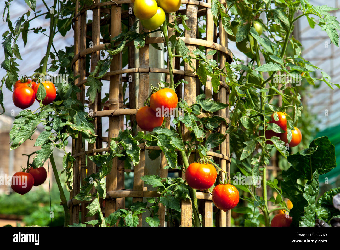 red ripe tomatoes on the bushes Stock Photo