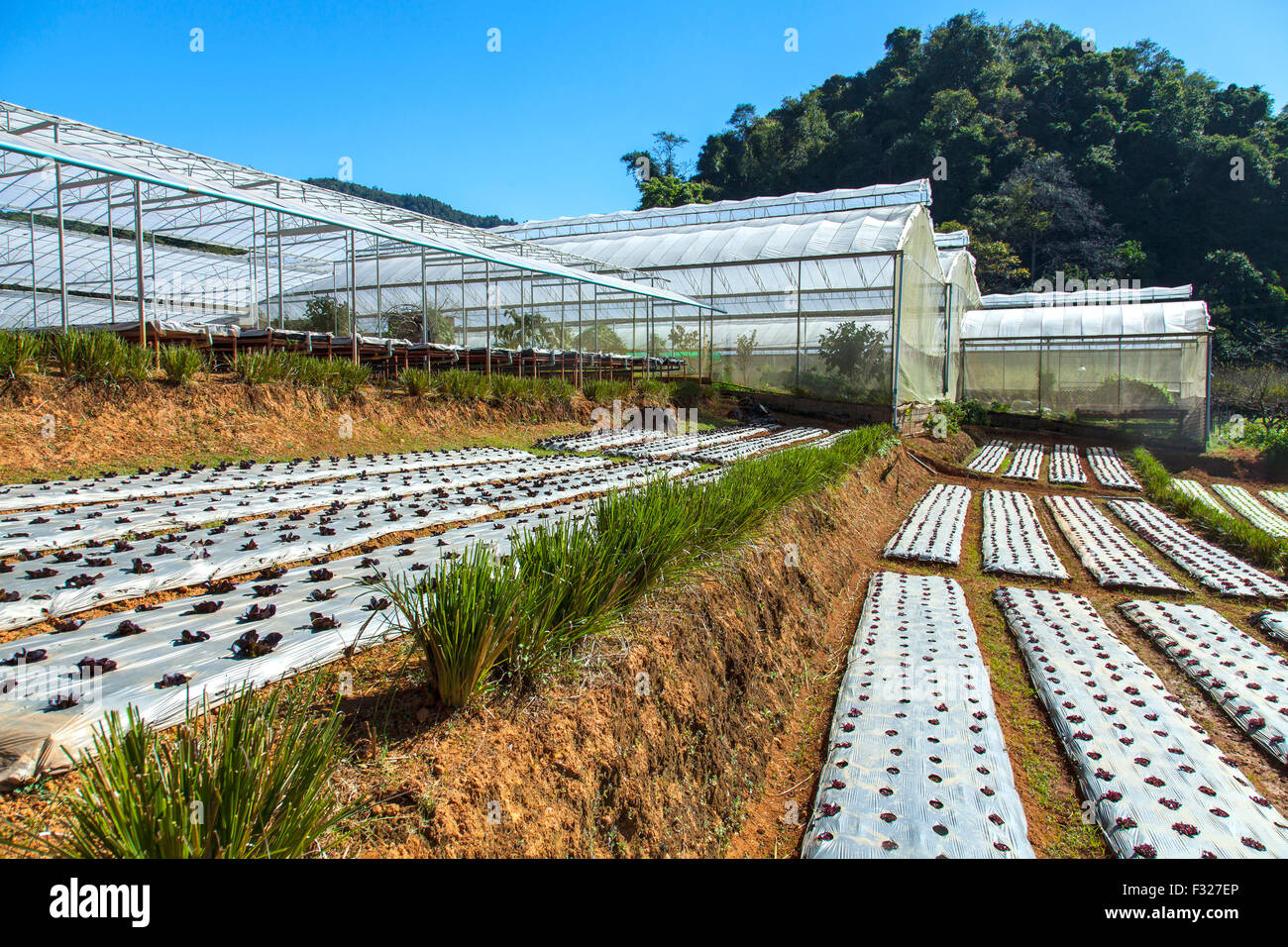 Vetiver glass protecting soil slide in vegetable farm Stock Photo