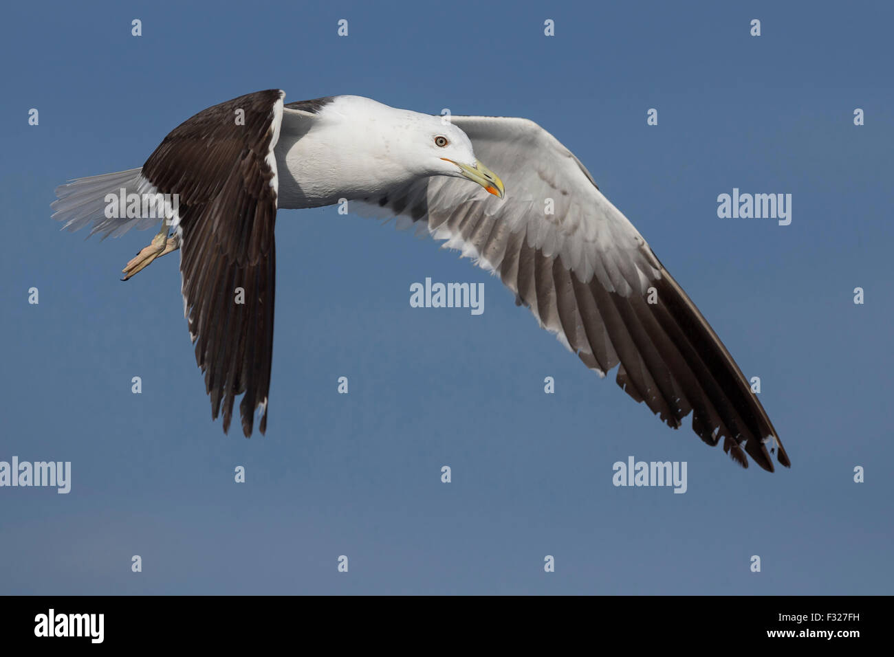 Lesser Black-backed Gull, Adult in flight, Campania, Italy Stock Photo