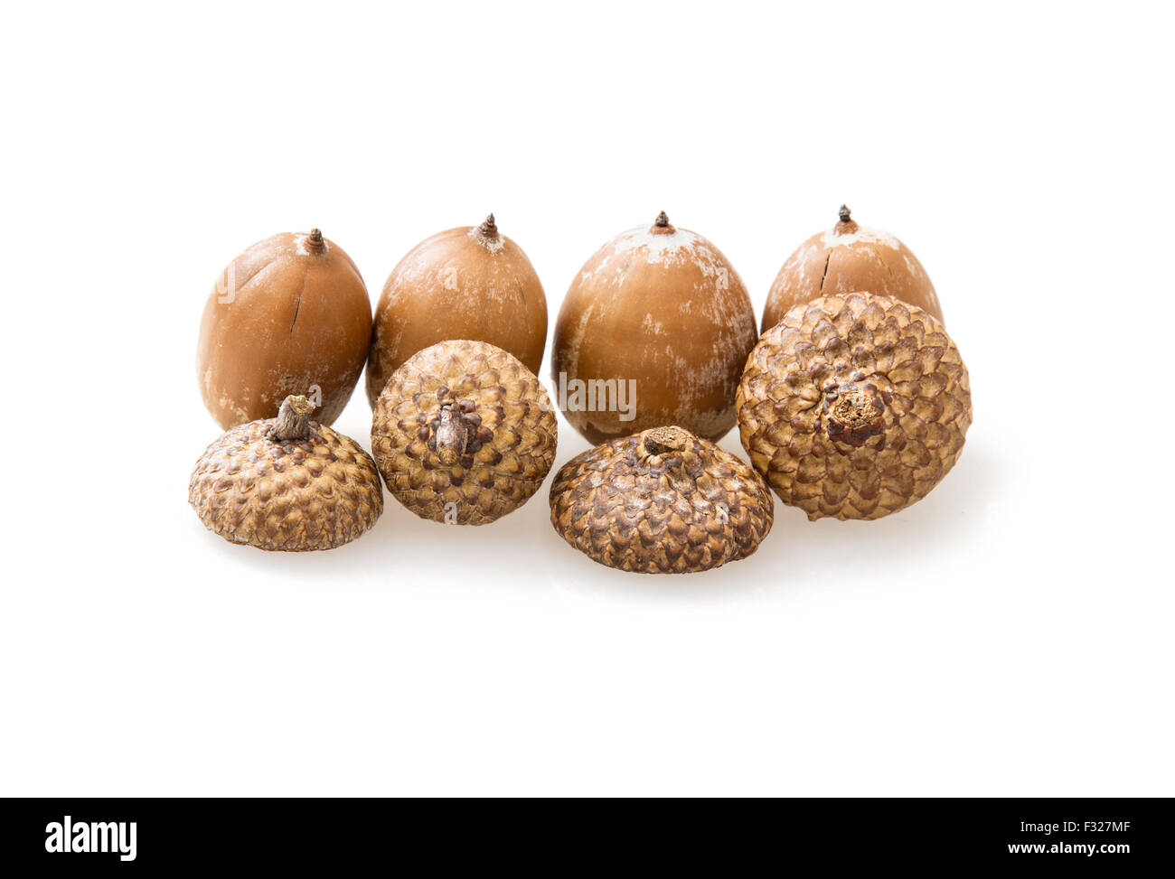 Acorns isolated on the white background. The acorn, or oak nut, is the nut of the oaks and their close relatives (genera Quercus Stock Photo