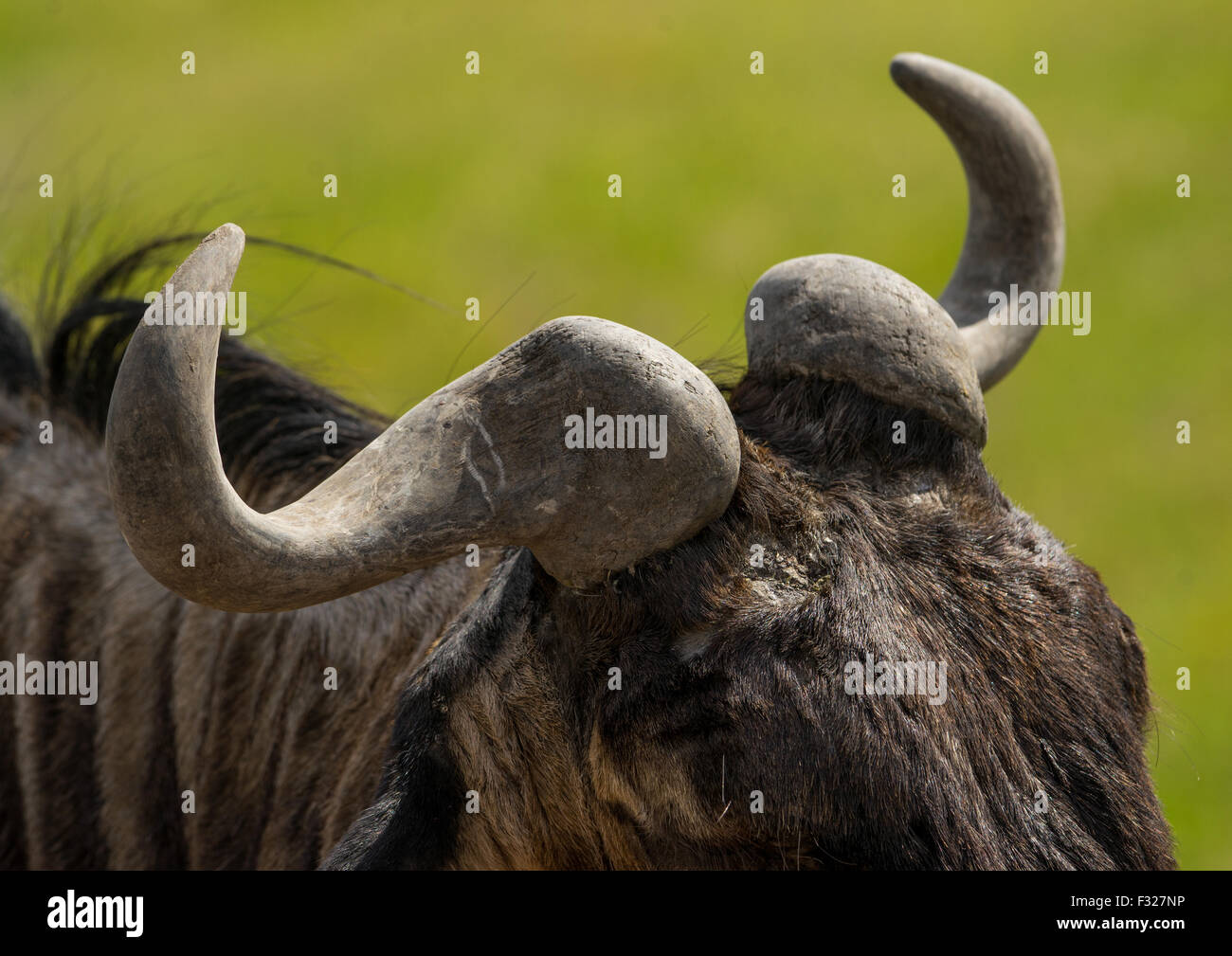 Tanzania, Arusha Region, Ngorongoro Conservation Area, blue wildebeest (connochaetes taurinus) Stock Photo