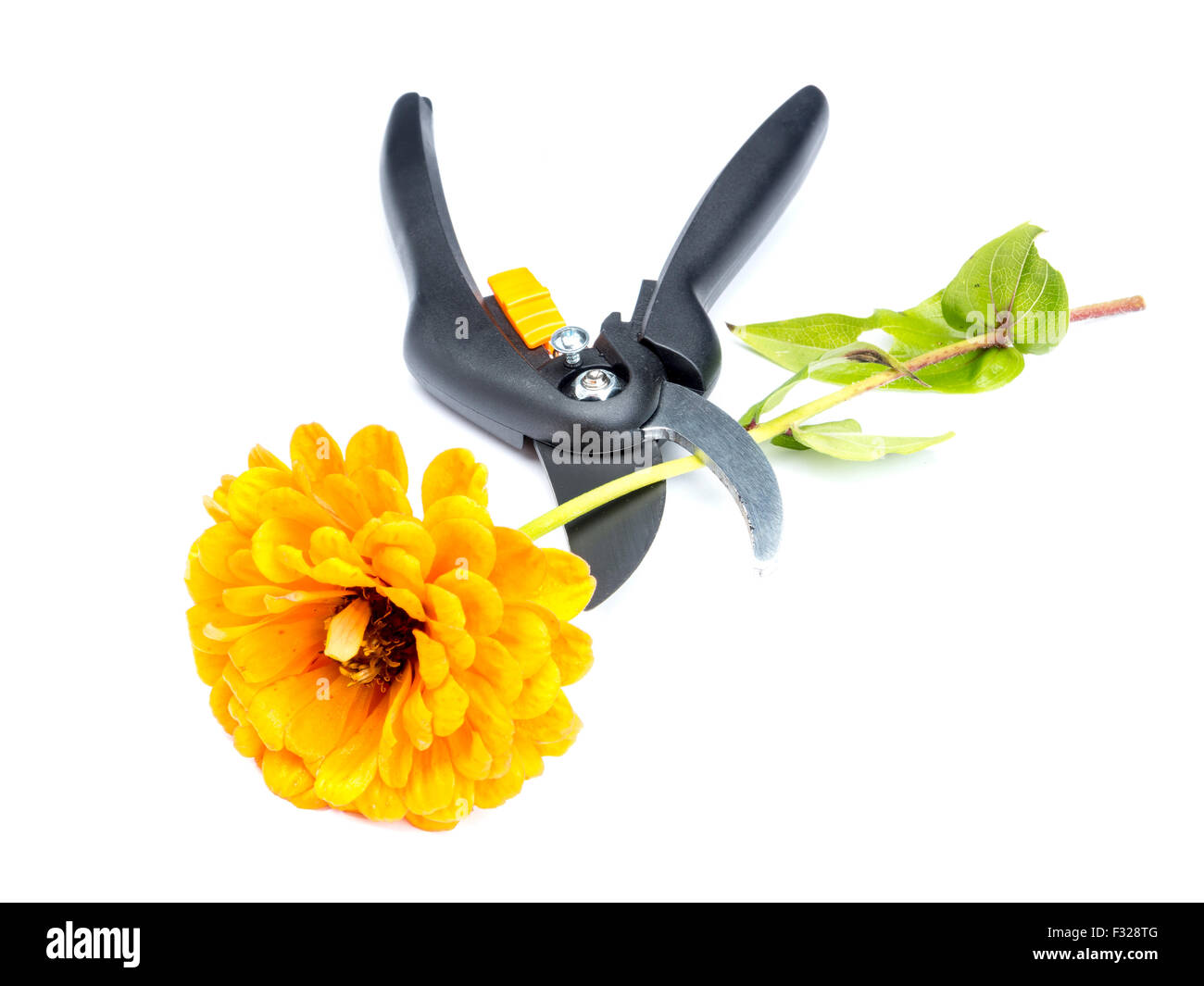 Orange zinnia flower being cut with black shears on white background Stock Photo