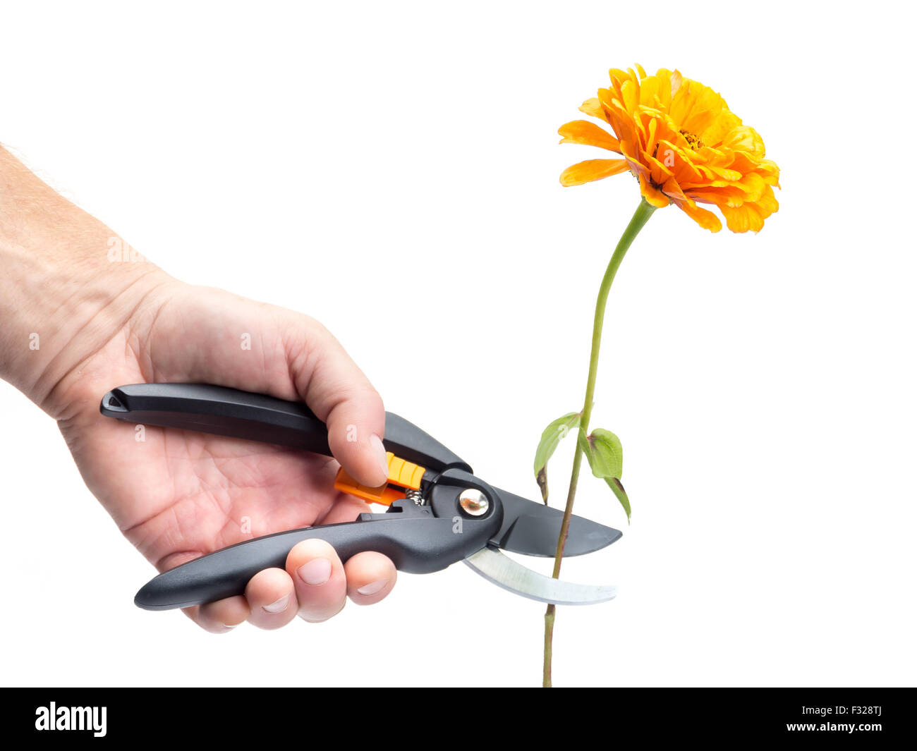 Closeup of man's hand cutting orange zinnia flower with black shears on white background Stock Photo