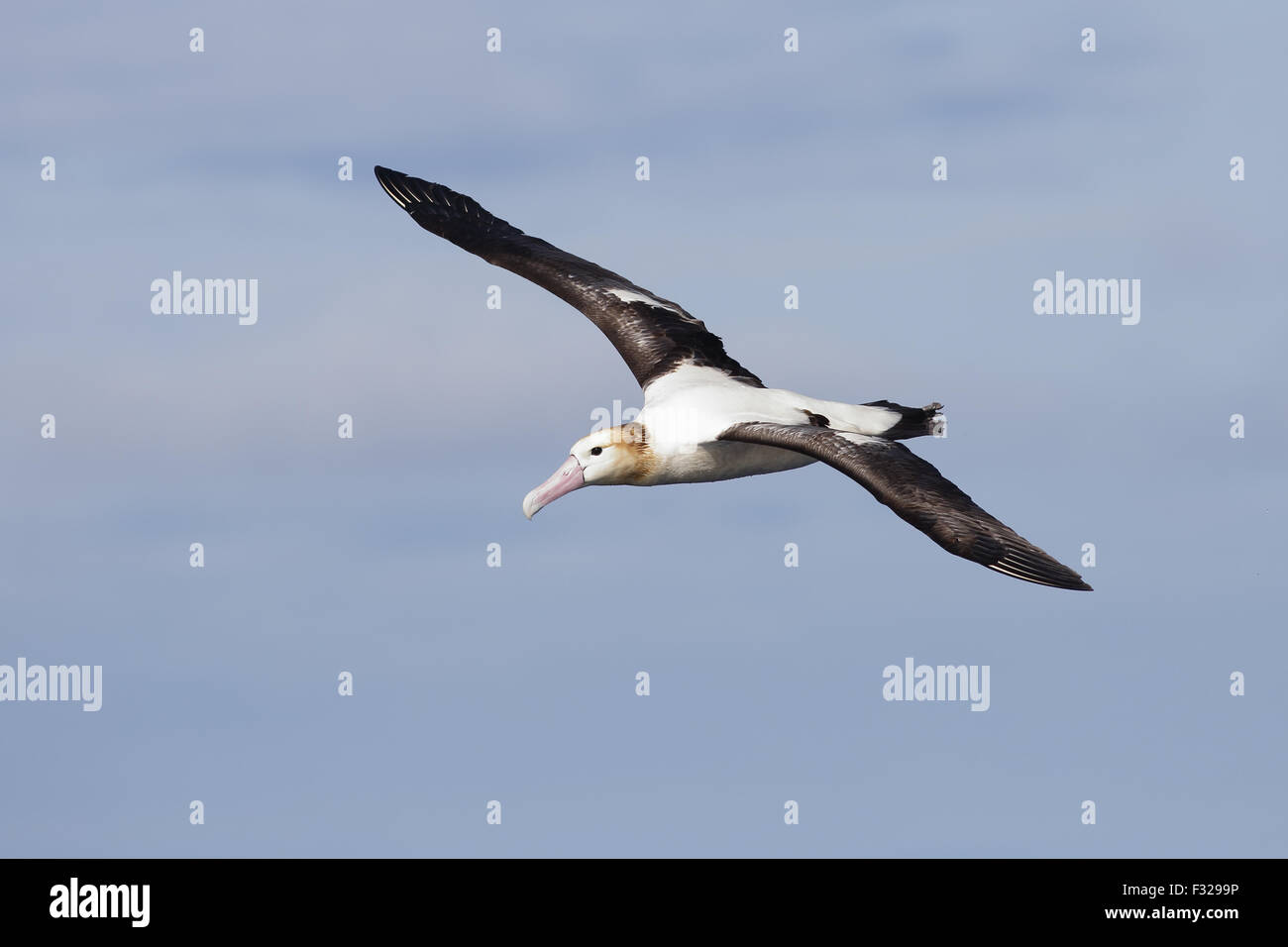 Shorttailed Albatross (Phoebastria albatrus) adult, in flight
