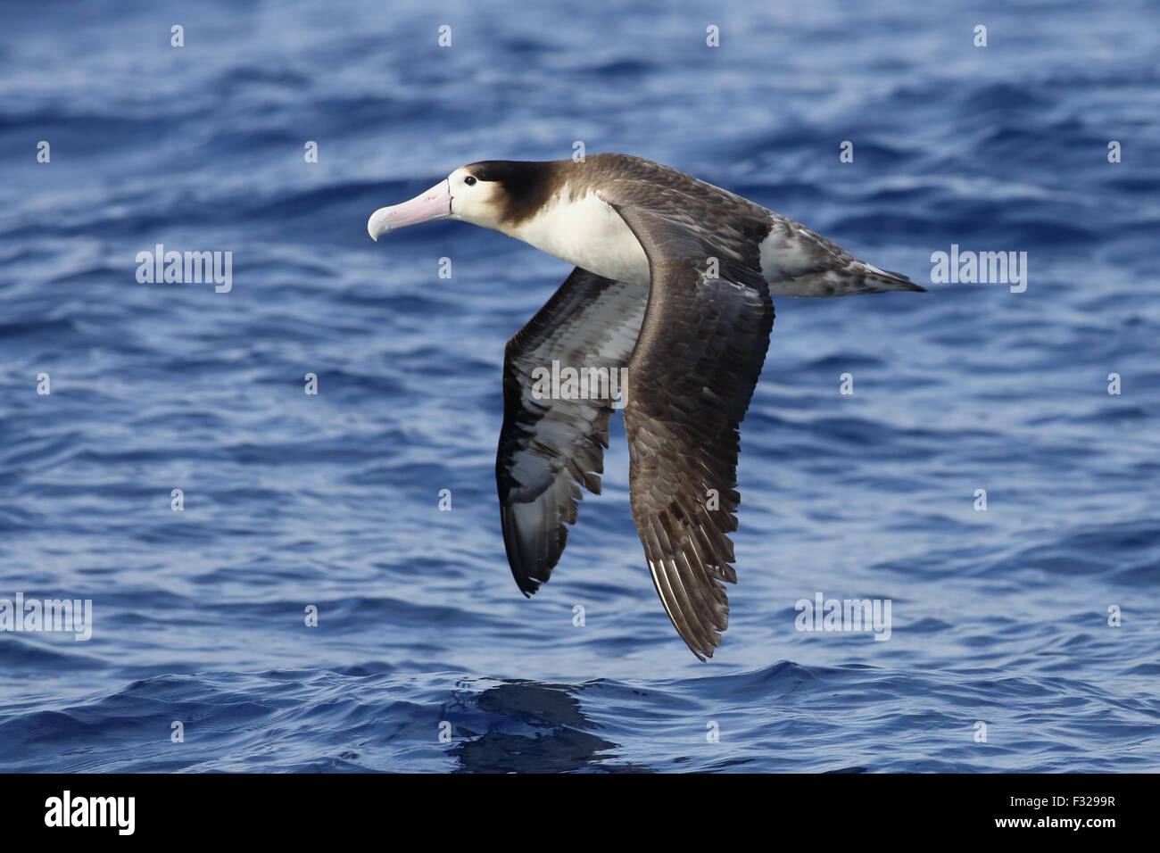 Shorttailed Albatross (Phoebastria albatrus) immature, in flight over