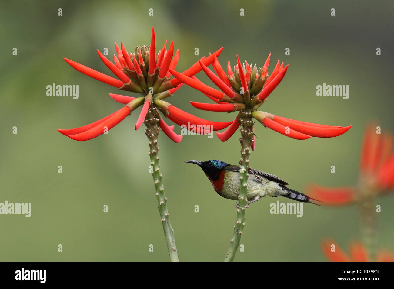 Fork-tailed Sunbird (Aethopyga christinae) adult male, perched in Red Hot Poker Tree (Erythrina speciosa), Hong Kong, China, April Stock Photo
