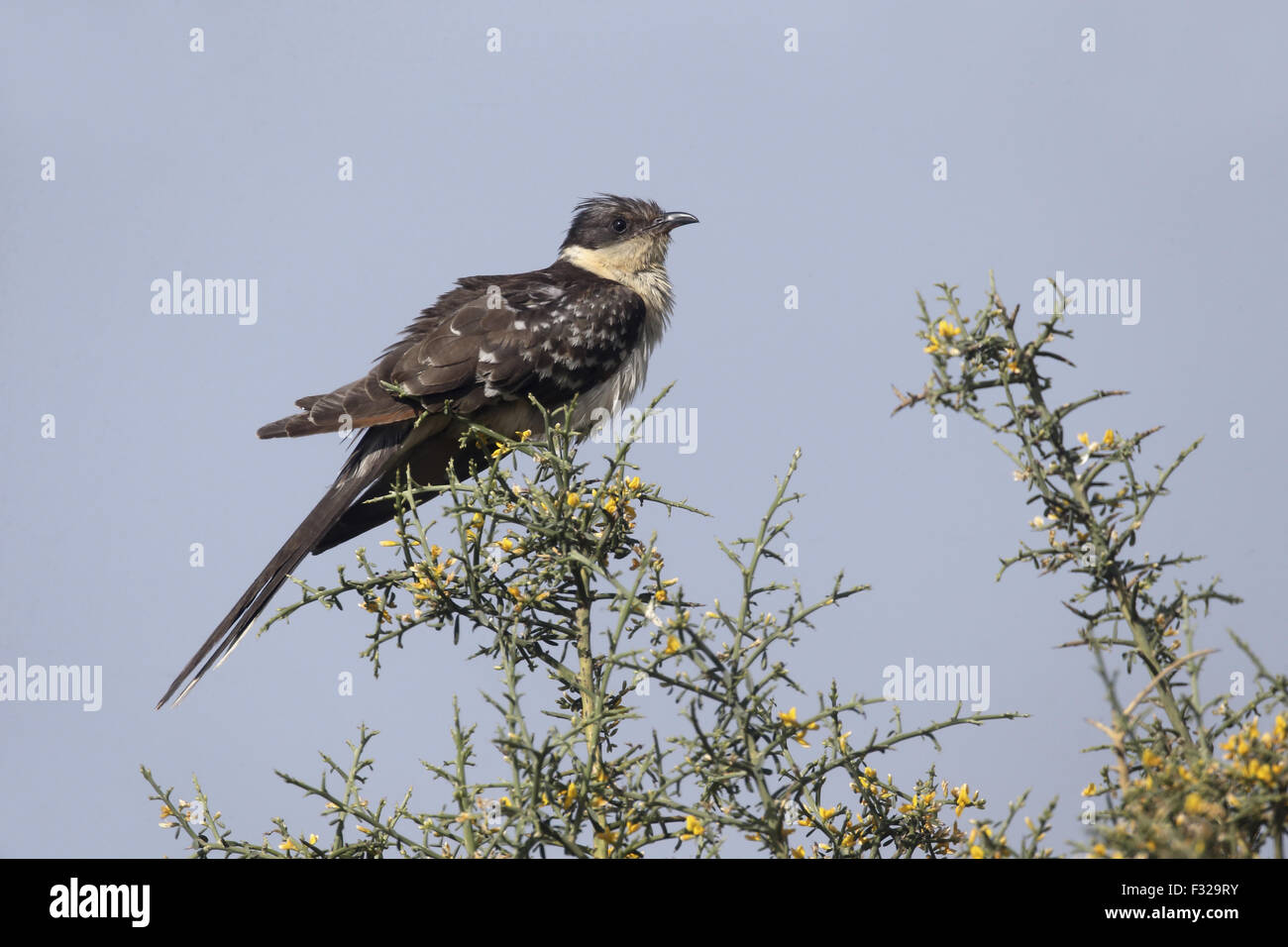 Great Spotted Cuckoo (Clamator glandarius) adult, perched in bush, Cyprus, April Stock Photo