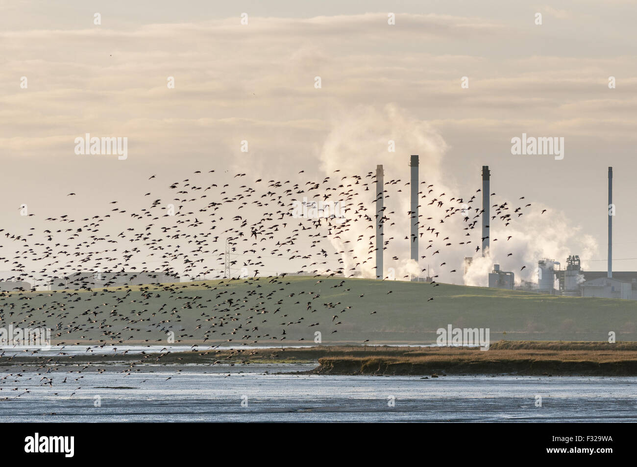 Dunlin (Calidris alpina) flock, in flight over estuary at sunset, with industrial chimney stacks in background, The Swale, Isle Stock Photo