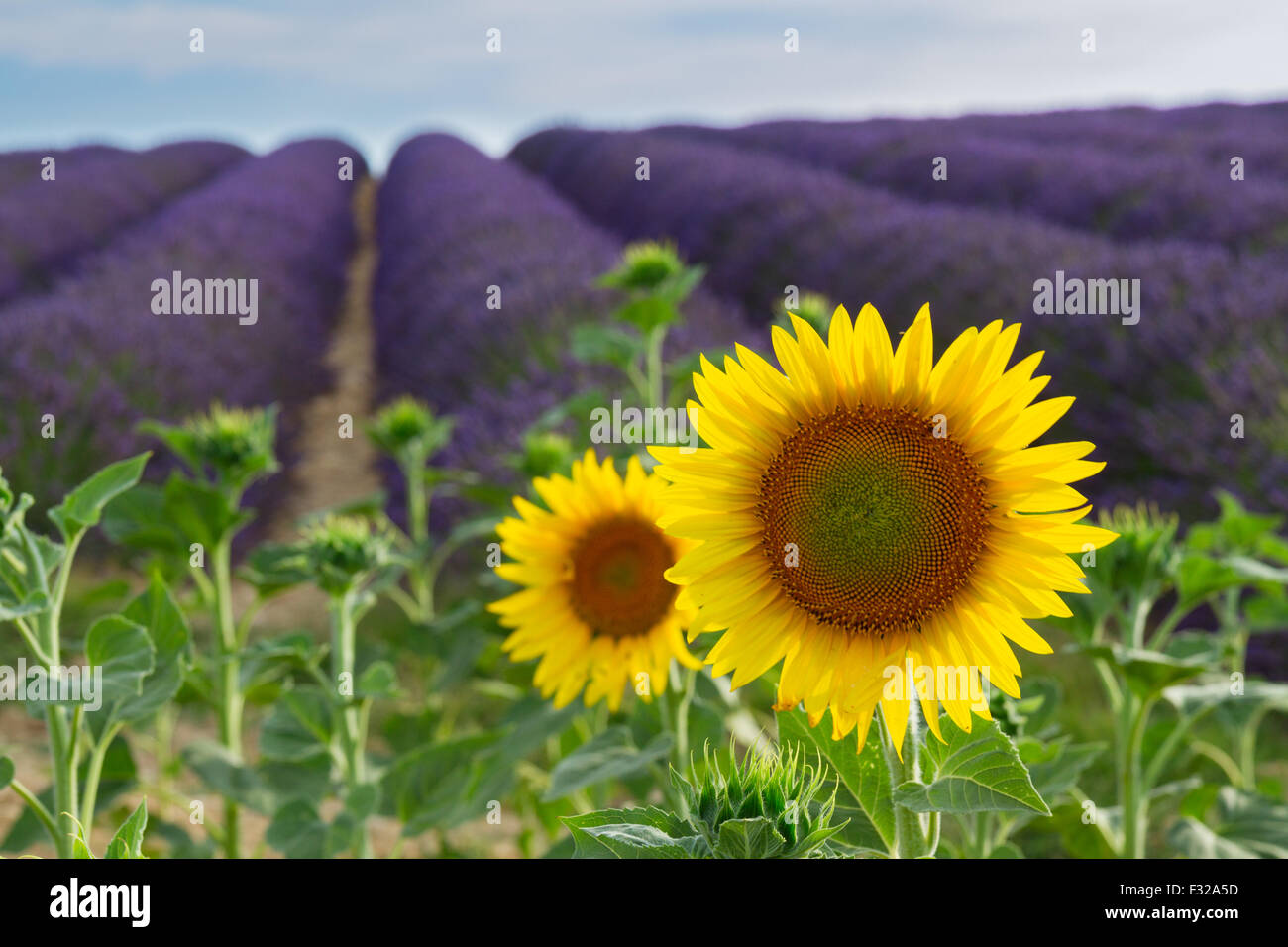 Sunflower and Lavender field Stock Photo Alamy