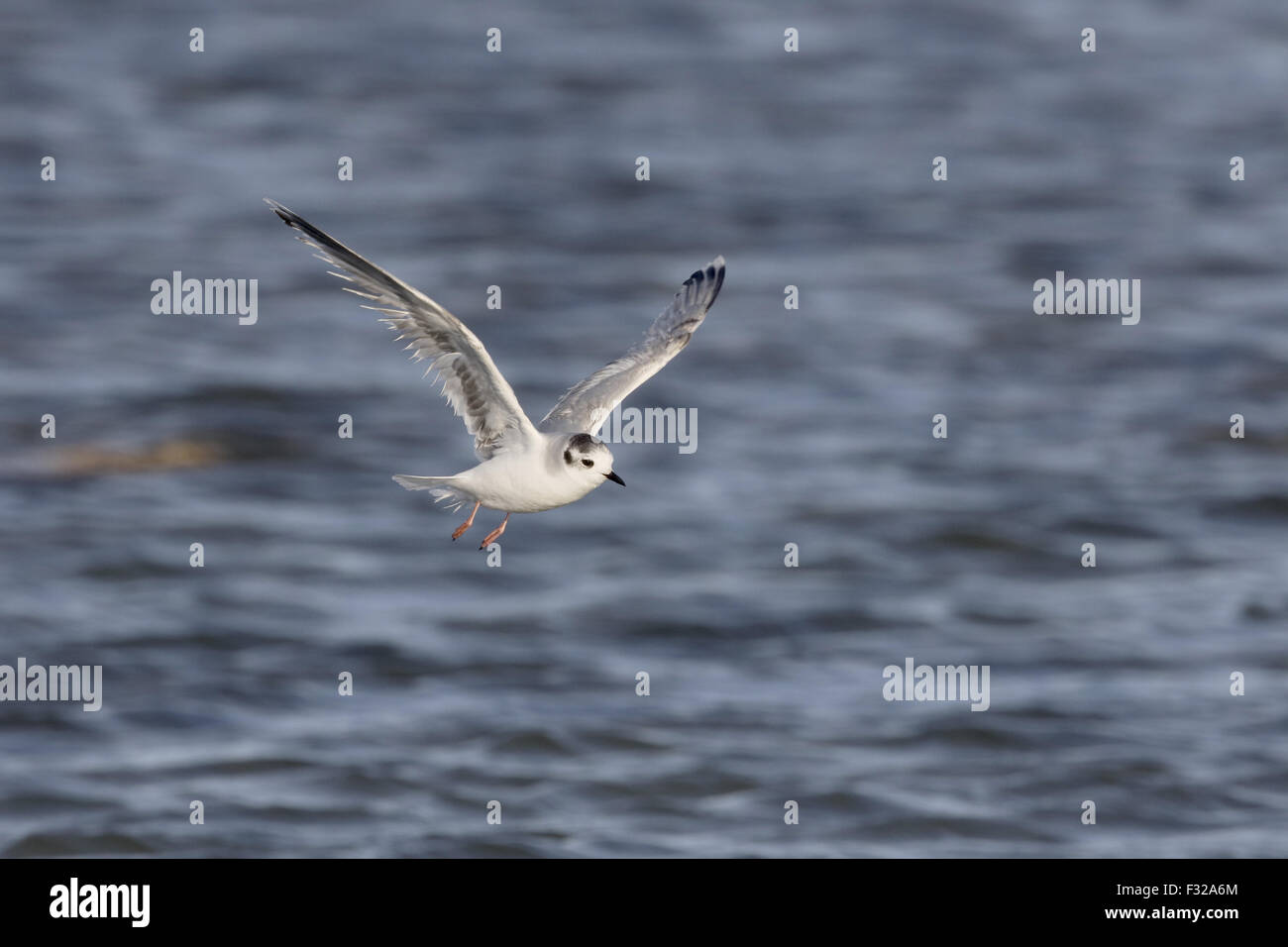 Little Gull (Larus minutus) immature, second winter plumage, in flight over water, Cyprus, April Stock Photo