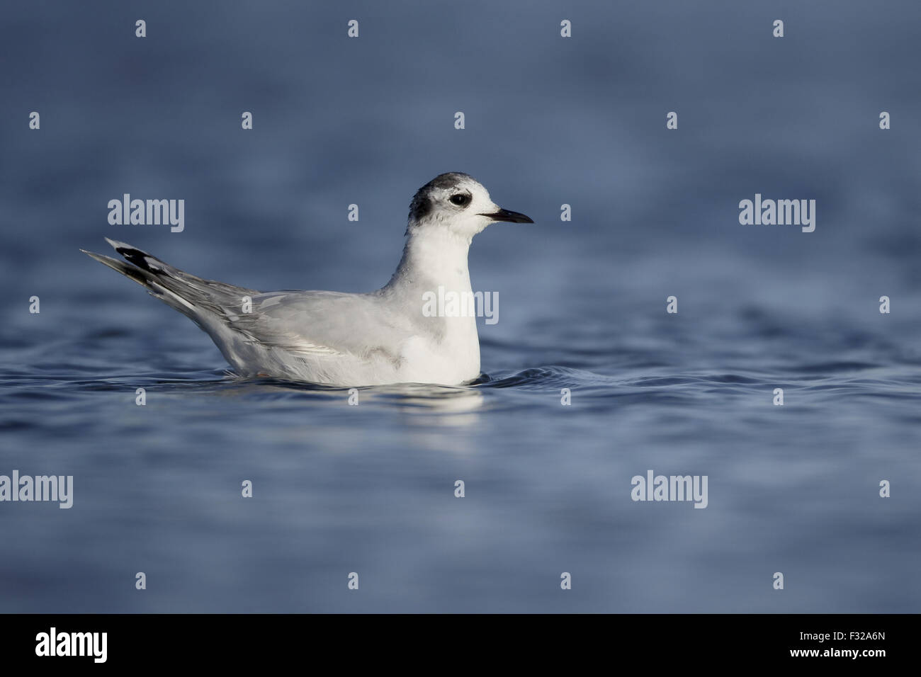 Little Gull (Larus minutus) immature, second winter plumage, swimming, Cyprus, April Stock Photo