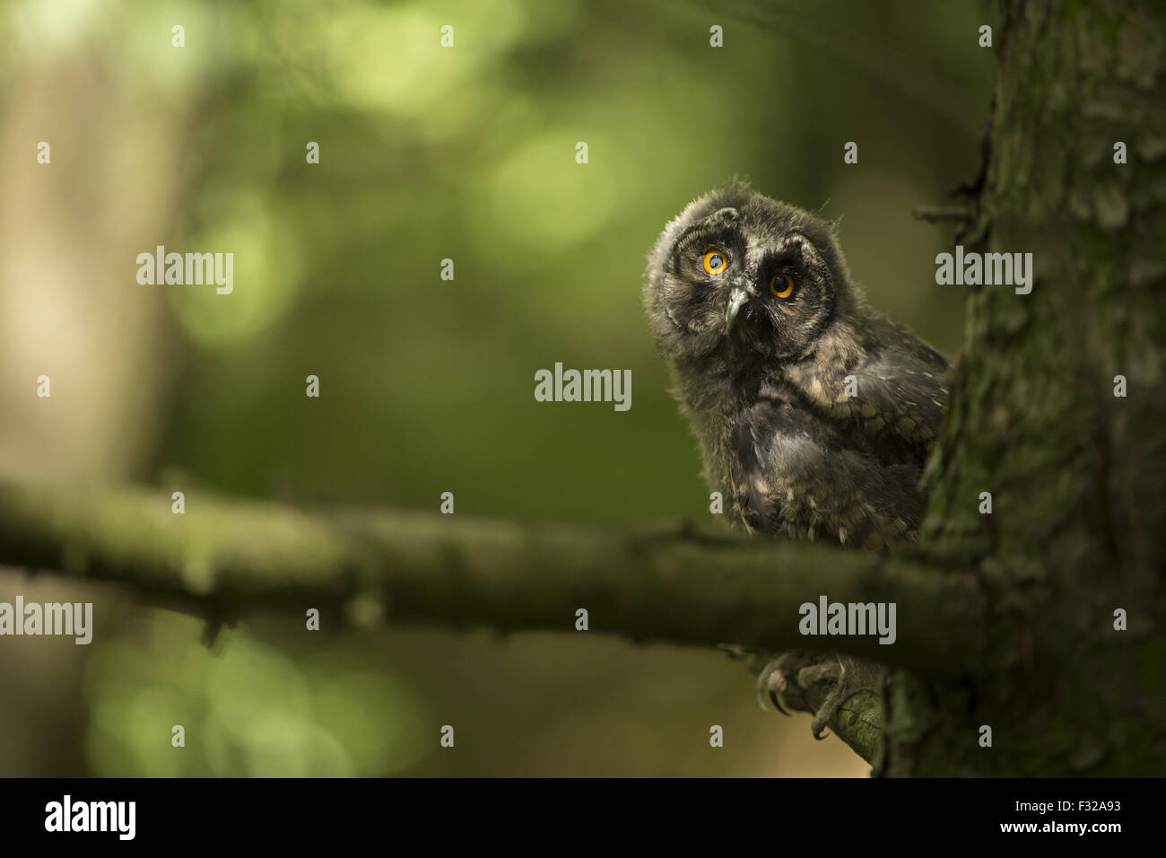Long-eared Owl (Asio otus) chick, perched on branch in conifer plantation, South Yorkshire, England, July (captive) Stock Photo