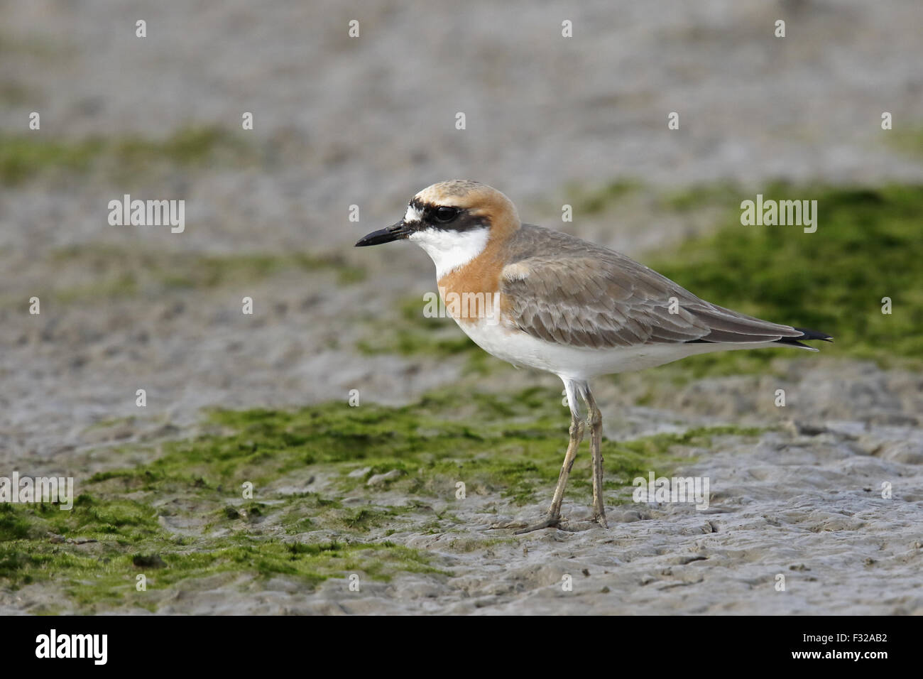 Greater Sand Plover (Charadrius leschenaultii) adult, breeding plumage, standing on mudflats, Mai Po Marshes Nature Reserve, New Territories, Hong Kong, China, March Stock Photo