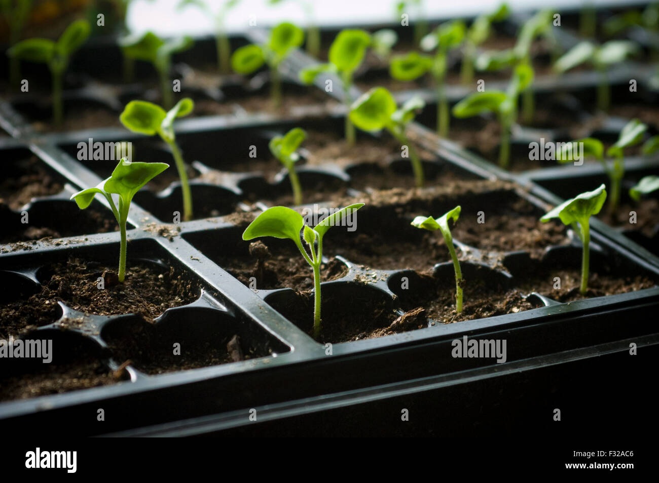 Seedlings in seed starter tray Stock Photo Alamy