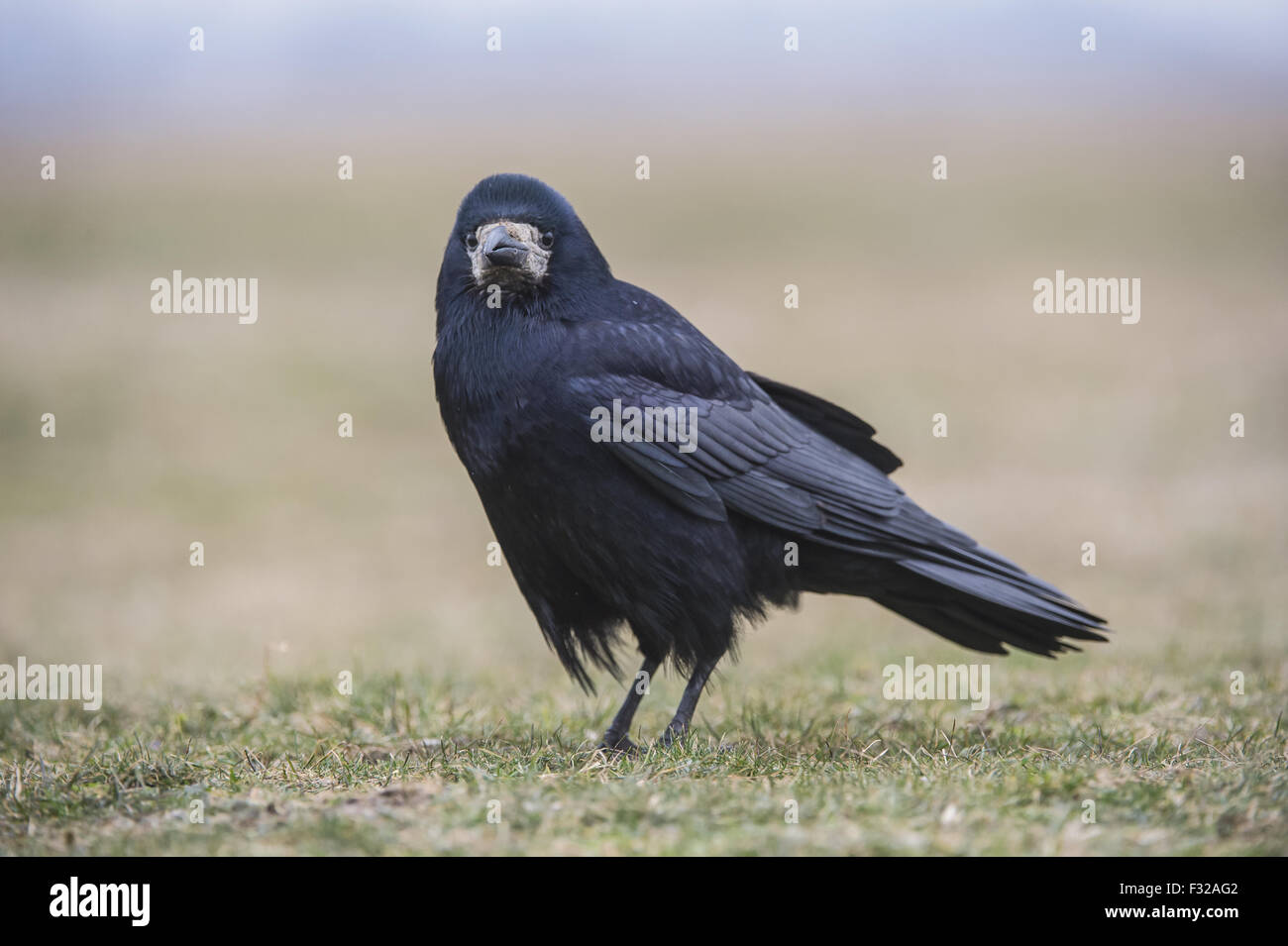 Rook Rook (Corvus frugilegus) adult, standing on grass, Hortobagy N.P ...