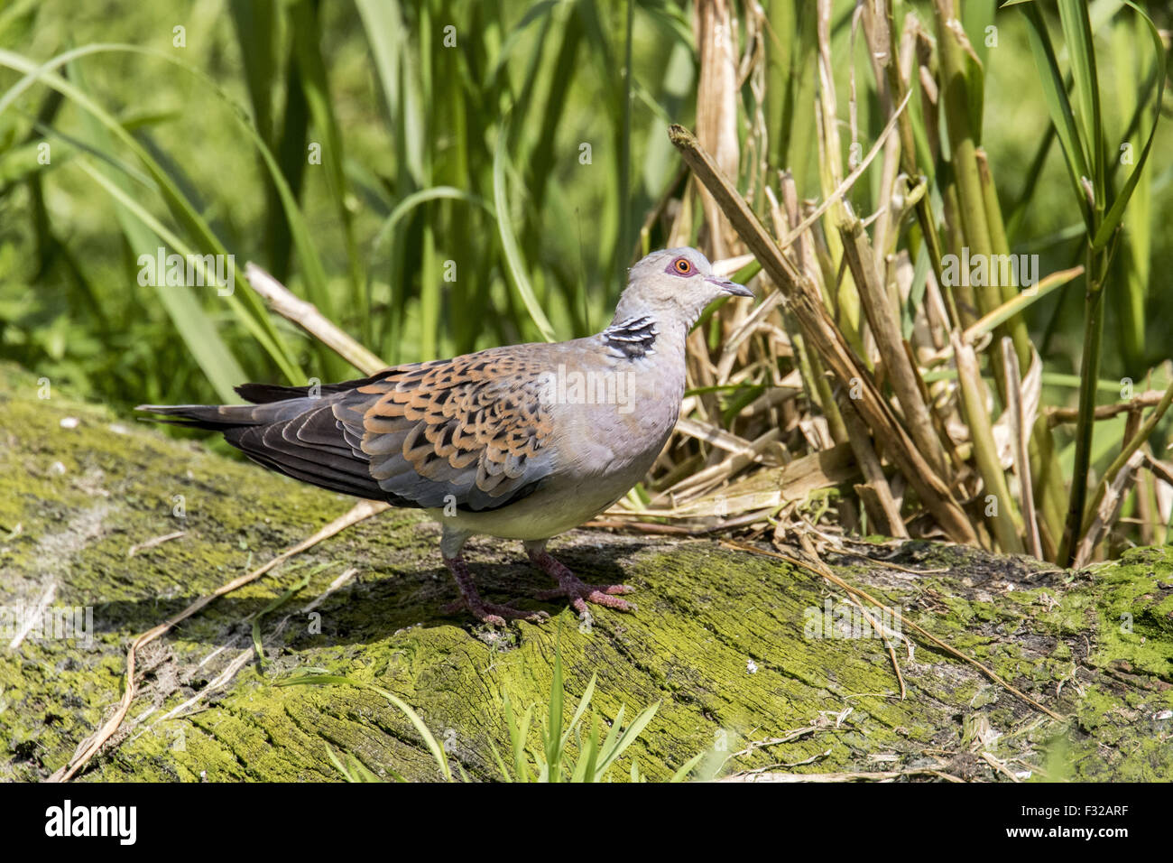 European Turtle Dove looking upwards for predators, Stock Photo