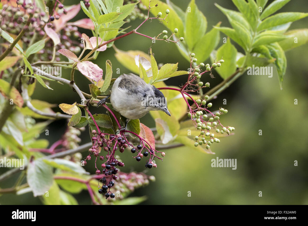 Immature male Blackcap, autumn feeding on Elder berries Stock Photo