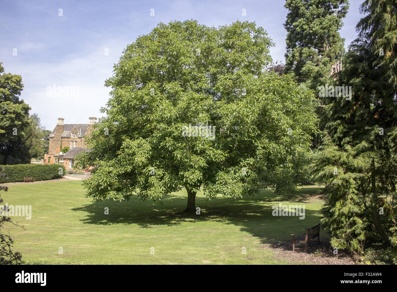 Black Walnut (Juglans nigra) tree at Launde Abbey early autumn. Stock Photo