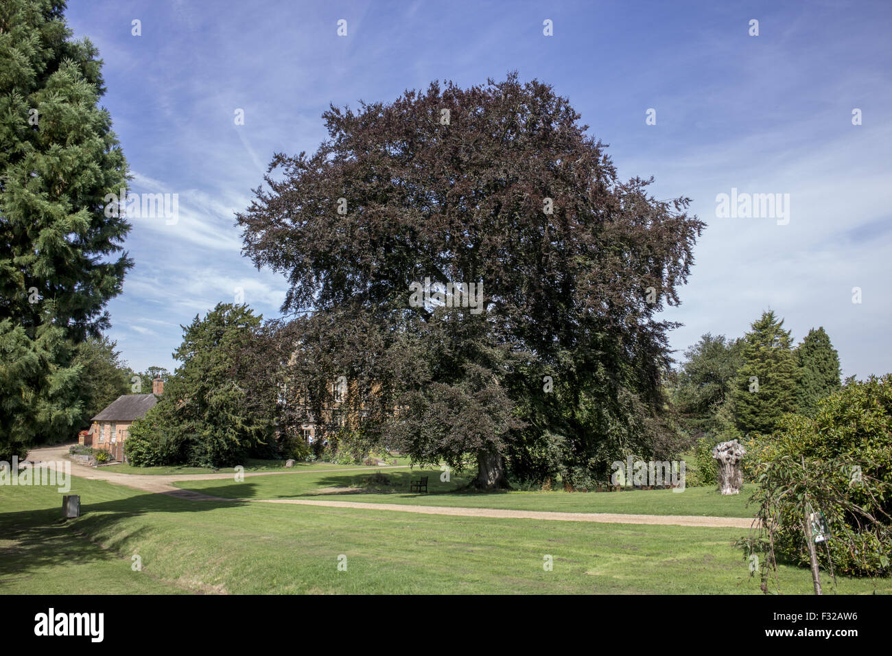 Copper Beech (Fagus sylvatica purpurea) tree early autumn, Launde Abbey