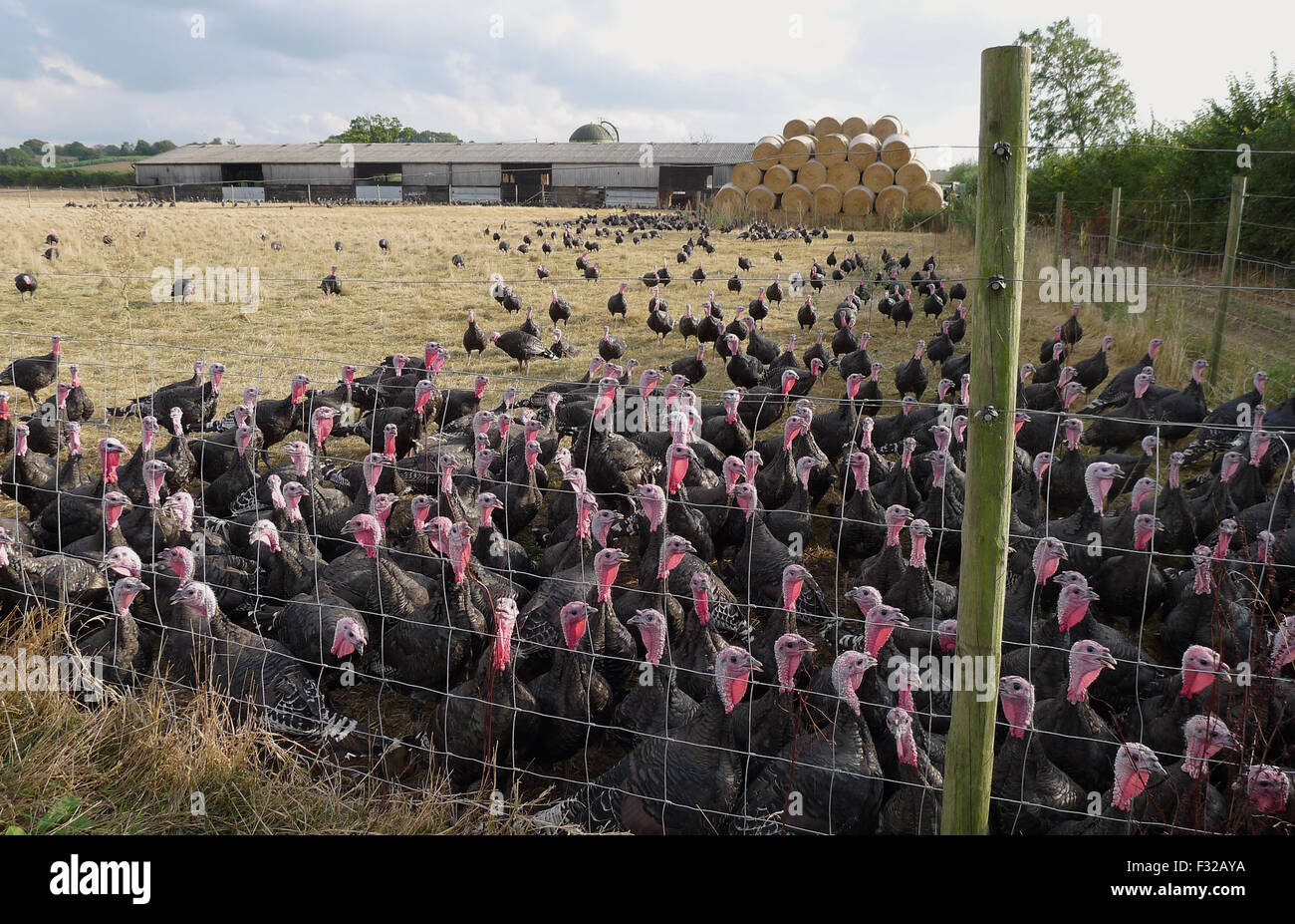 Domestic Turkey, Bronze, freerange flock, standing at fence, Buckinghamshire, England, October
