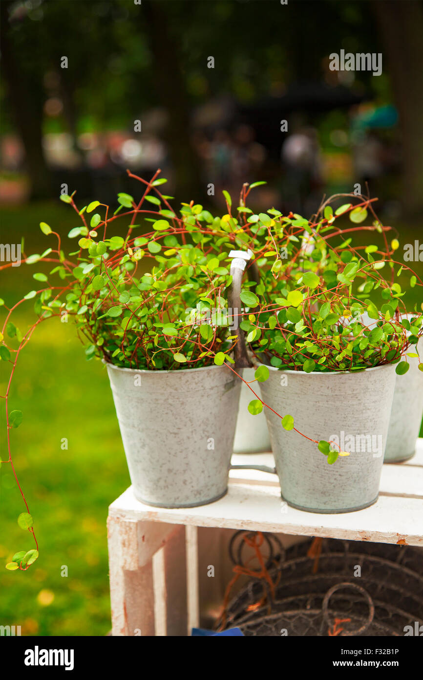 Image of the delicate Wire Vine plant (muehlenbeckia axillaris), in metal plant pots. Stock Photo
