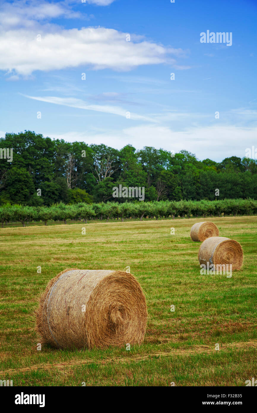 Image of haybales in a field. Osterlen, Sweden. Stock Photo