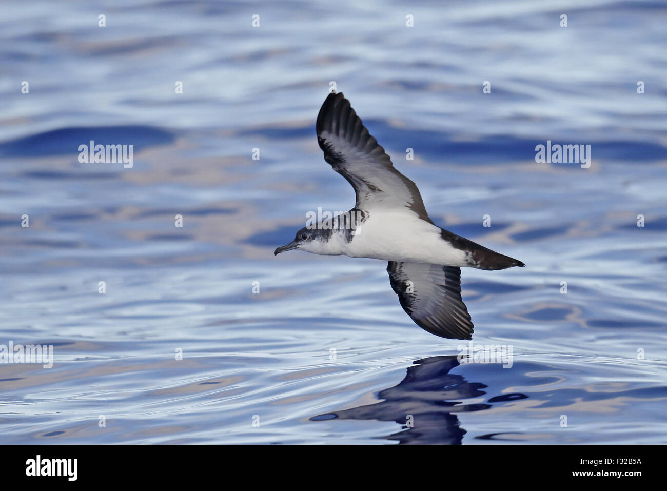 Bannerman's Shearwater (Puffinus bannermani) adult, in flight over sea, Minami Iwo Jima, Iwo Islands, Ogasawara Islands, Japan, Stock Photo