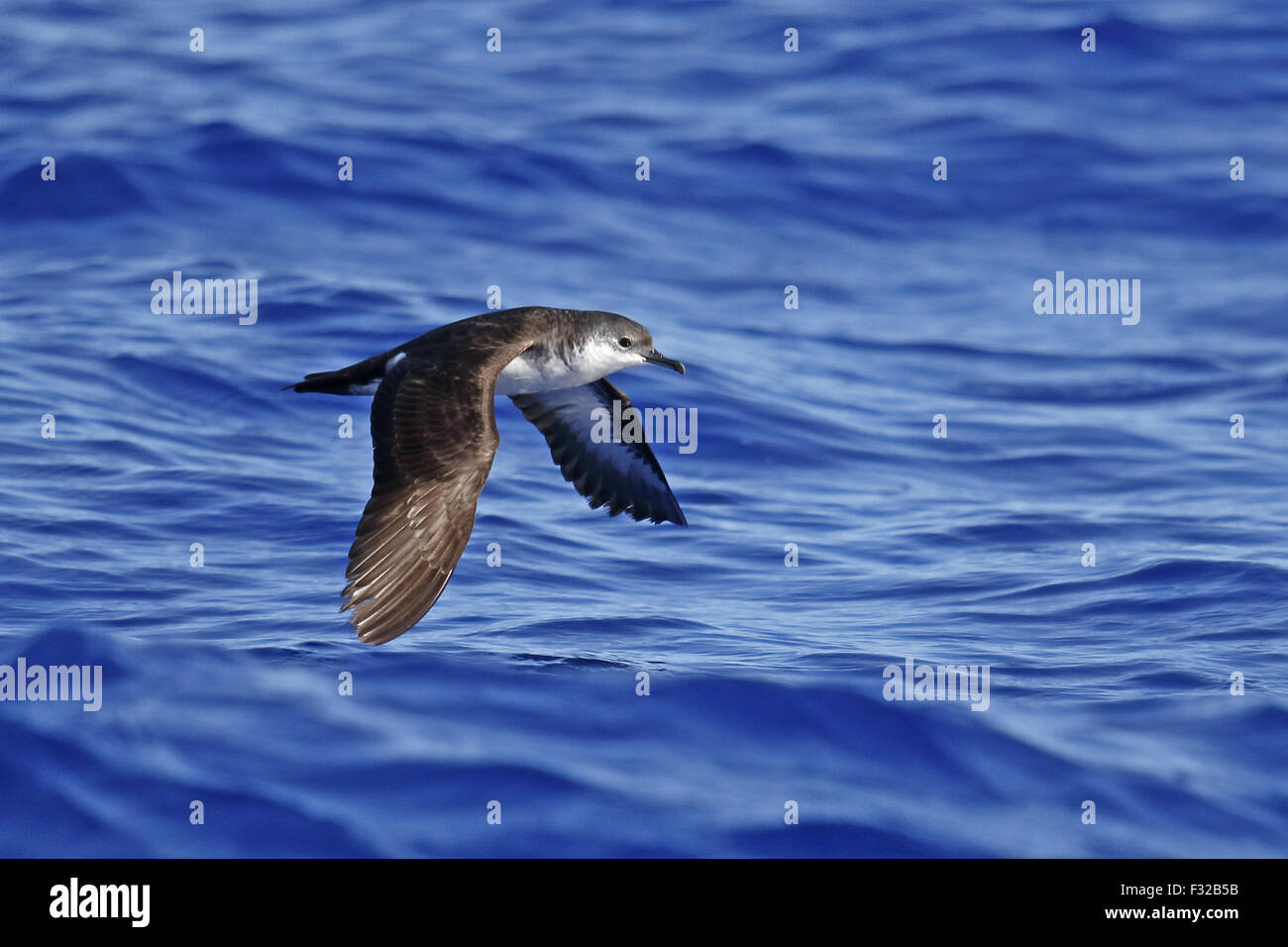 Bannerman's Shearwater (Puffinus bannermani) adult, in flight over sea, Minami Iwo Jima, Iwo Islands, Ogasawara Islands, Japan, Stock Photo