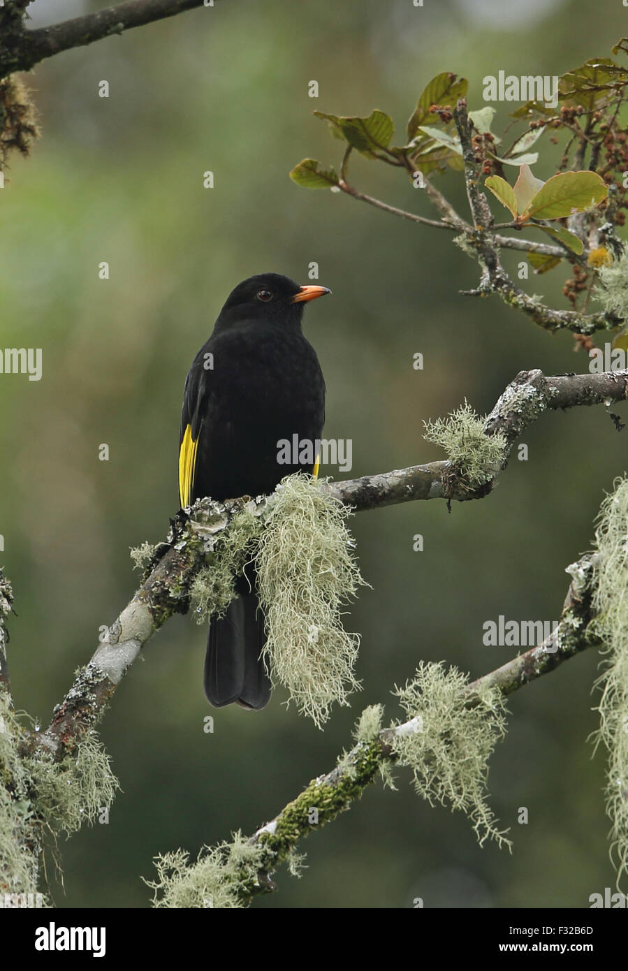 Black-and-gold Cotinga (Tijuca atra) adult male, perched on lichen covered branch, Atlantic Rainforest, Brazil, June Stock Photo