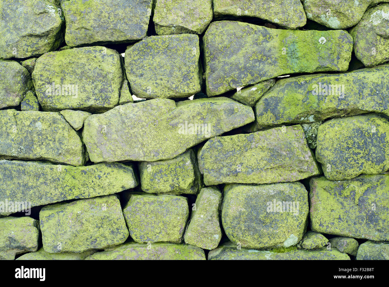 Close-up of lichen covered drystone wall, North Staffordshire Moorlands, Peak District N.P., Staffordshire, England, February Stock Photo