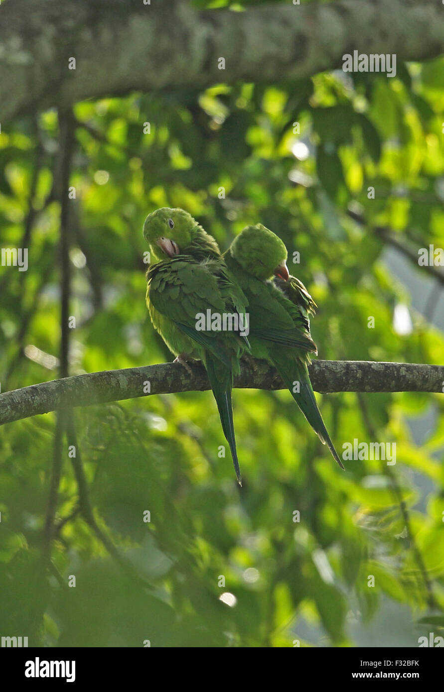 Plain Parakeet (Brotogeris tirica) two adults, preening, perched on branch, Atlantic Rainforest, Reserva Ecologica de Guapi Assu, Rio de Janeiro State, Brazil, July Stock Photo