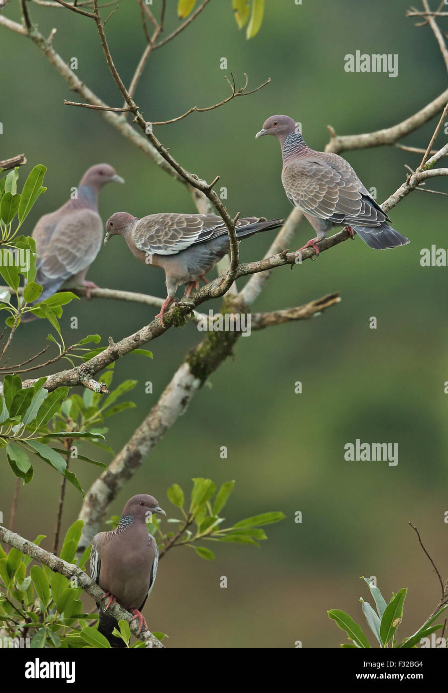 Picazuro Pigeon (Patagioenas picazuro picazuro) four adults, perched in ...