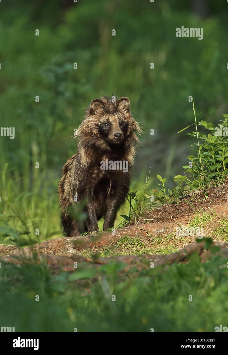 Raccoon-dog (Nyctereutes procyonoides ussuriensis) introduced species, adult, standing in forest clearing, Alutaguse Forest, Ida-Viru County, Estonia, June Stock Photo